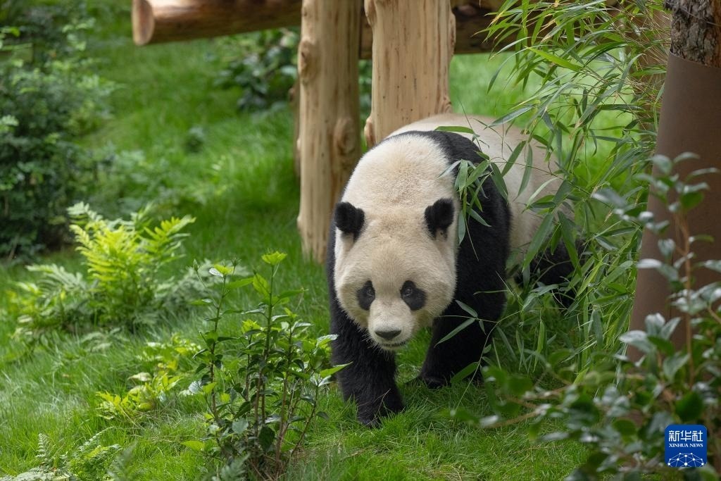這是美國(guó)加利福尼亞州圣迭戈動(dòng)物園7月19日發(fā)布的大熊貓“云川”在動(dòng)物園新家的照片。新華社發(fā)（圣迭戈動(dòng)物園供圖）