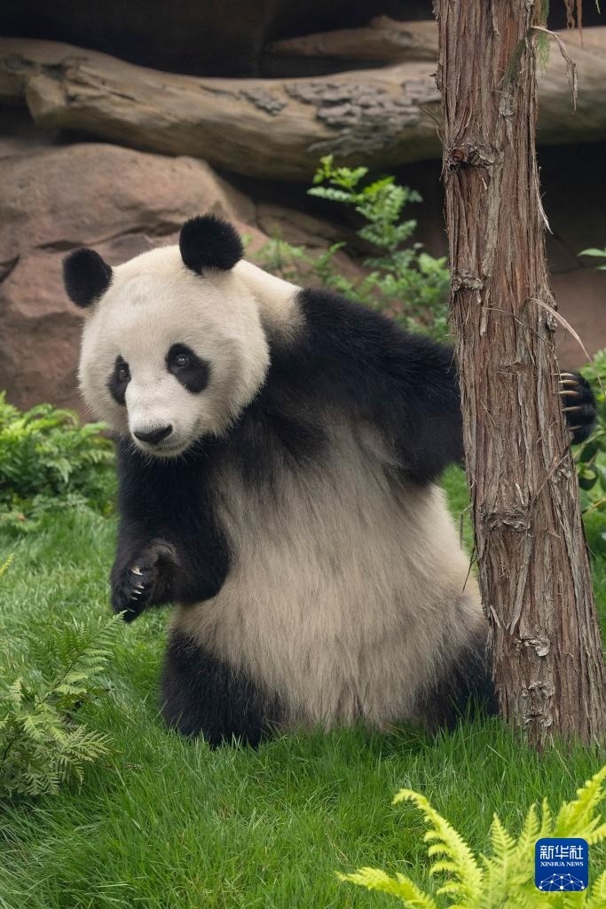 這是美國(guó)加利福尼亞州圣迭戈動(dòng)物園7月19日發(fā)布的大熊貓“鑫寶”在動(dòng)物園新家的照片。新華社發(fā)（圣迭戈動(dòng)物園供圖）