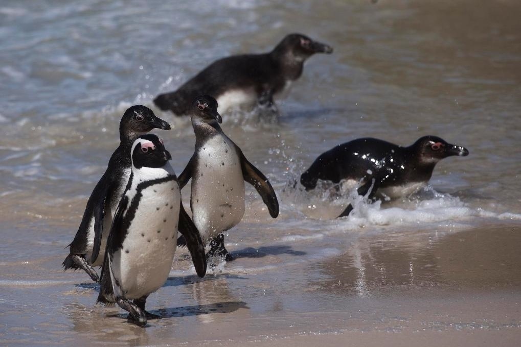 這是2021年9月29日在南非西蒙斯敦的博爾德斯海灘拍攝的捕食歸來的非洲企鵝。新華社記者 陳誠(chéng) 攝