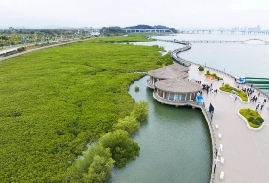 2024年1月23日拍攝的廈門市翔安區(qū)下潭尾紅樹林公園（無人機照片）。新華社記者 林善傳 攝