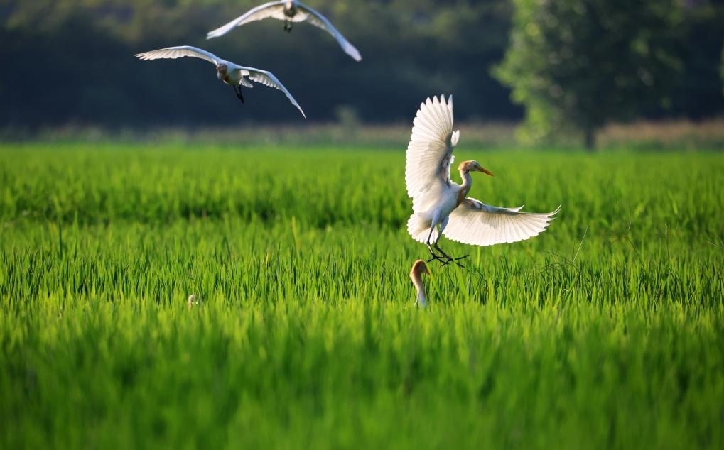 2023年8月7日，鷺鳥在山東省臨沂市郯城縣郯城街道水稻田間飛舞。新華社發(fā)（張春雷 攝）