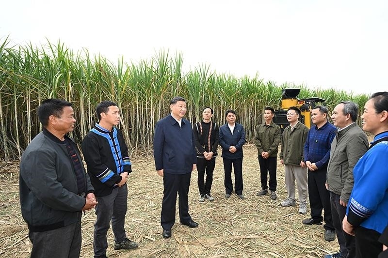 2023年12月14日，習(xí)近平總書記在廣西來(lái)賓市國(guó)家現(xiàn)代農(nóng)業(yè)產(chǎn)業(yè)園黃安優(yōu)質(zhì)“雙高”糖料蔗基地考察時(shí)，同蔗農(nóng)、農(nóng)機(jī)手和農(nóng)技人員親切交流。
