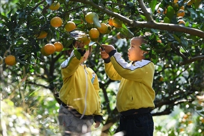 貴州黃平縣小朋友在校外勞動(dòng)實(shí)踐基地采摘柑橘。