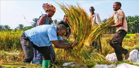 2018 年，中國(guó)農(nóng)業(yè)專(zhuān)家組在布隆迪布班扎省吉漢加縣設(shè)立首個(gè)水稻減貧示范村。圖為當(dāng)?shù)剞r(nóng)戶(hù)在稻田里給雜交水稻脫粒（2023 年 6 月 20 日攝） 韓旭攝 / 本刊