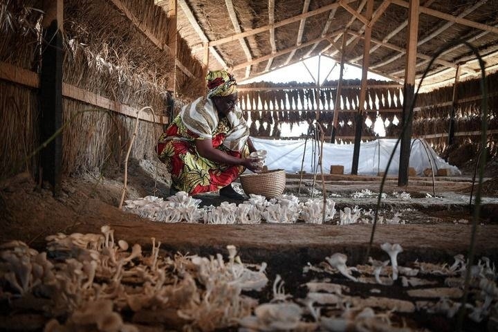 2024年2月6日，在中非共和國達馬拉，法蒂瑪在菇棚內(nèi)收獲菌草菇。2022年，法蒂瑪在聽說中國菌草專家在班吉傳授技術(shù)后主動前往學習，從一間小菌棚起步，逐漸擴大為如今小有名氣的合作社。新華社記者 韓旭 攝