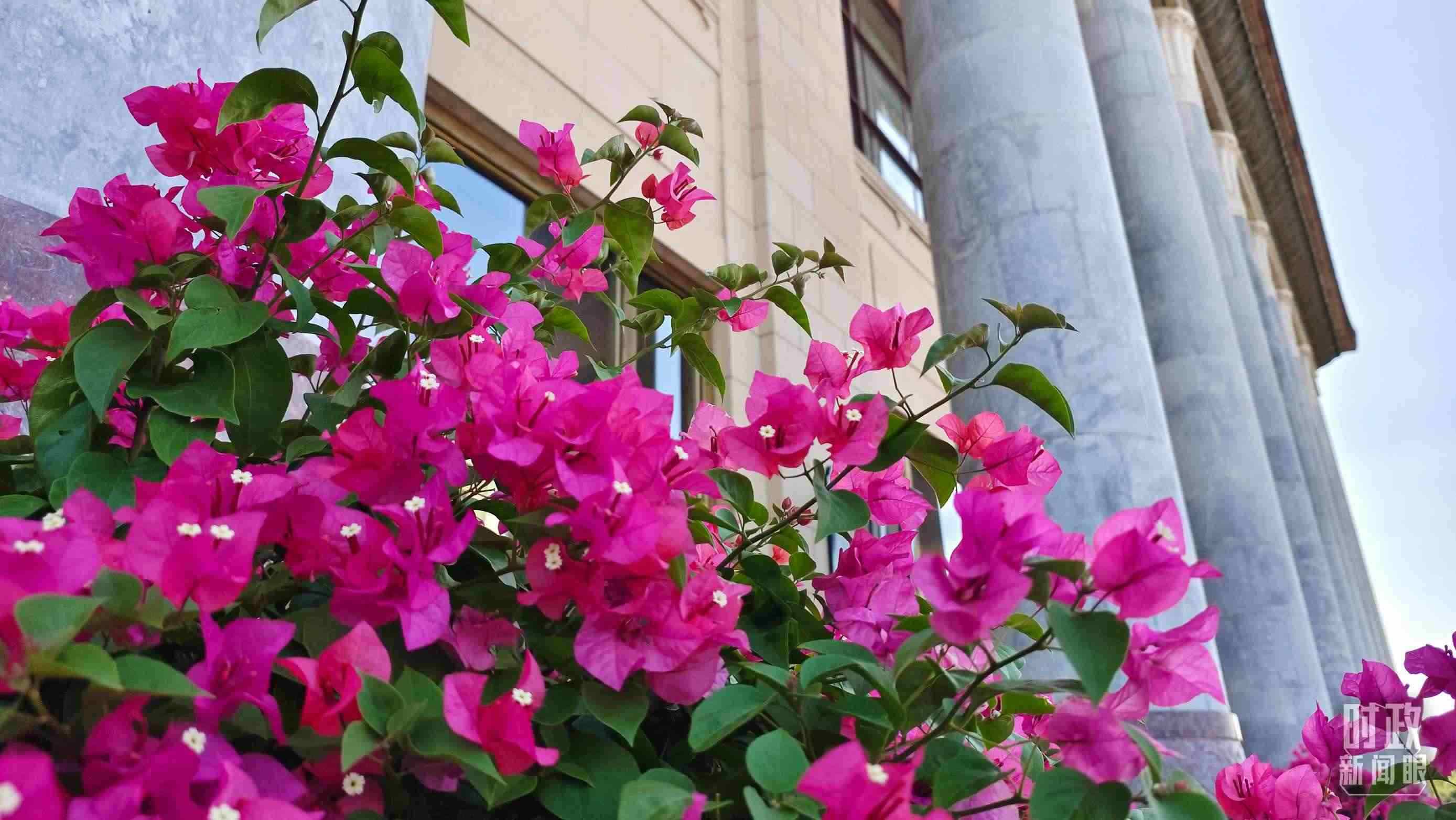 △人民大會(huì)堂外花團(tuán)錦簇。（總臺(tái)央視記者韓銳拍攝）