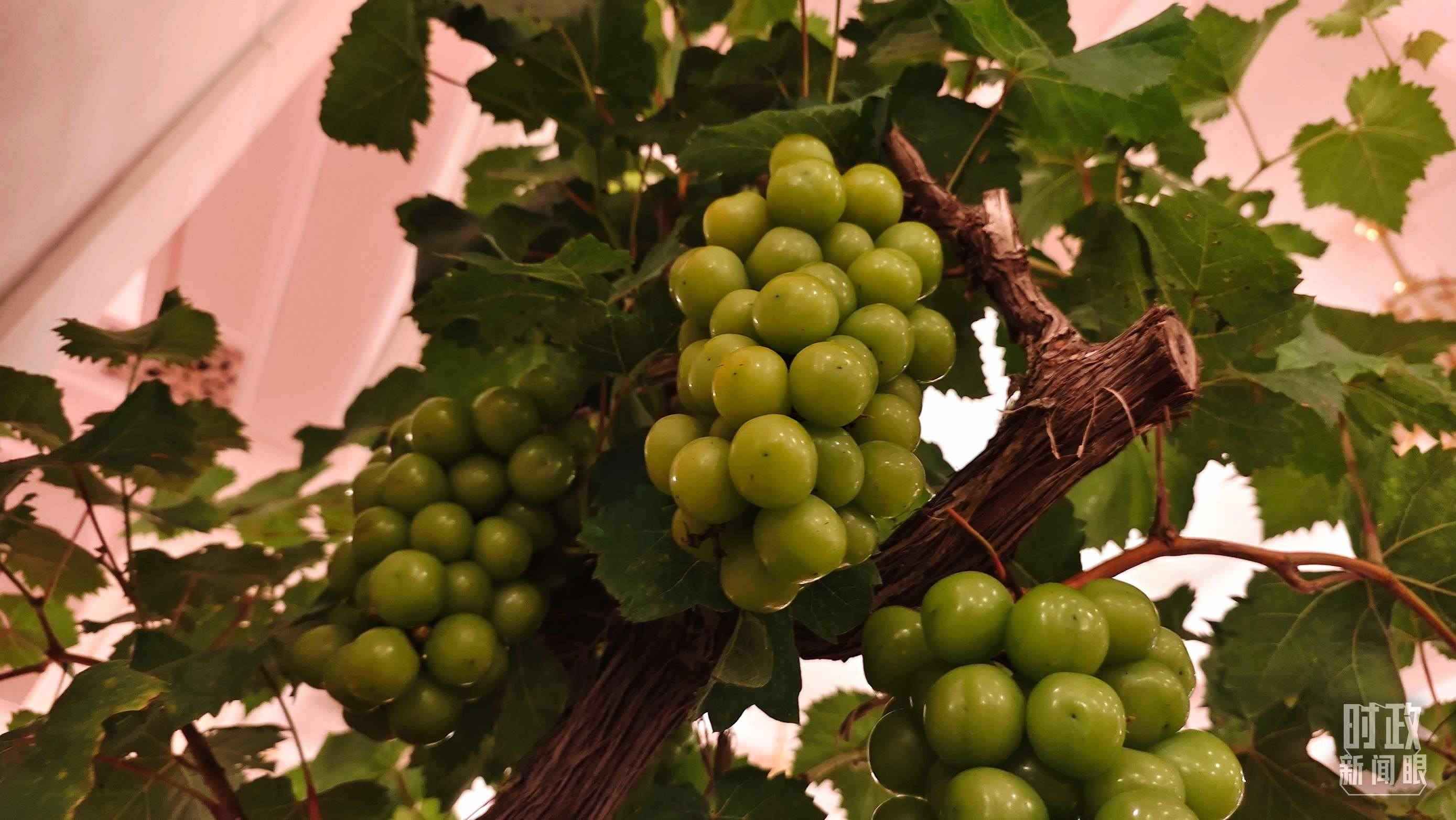  △人民大會堂的盆景，碩果累累。（總臺央視記者韓銳拍攝）