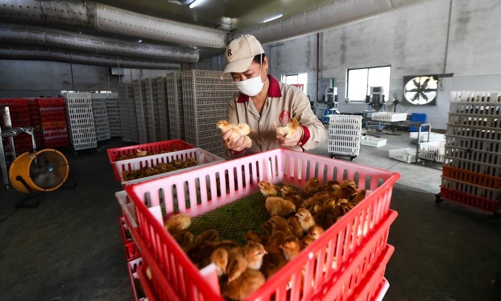 在文昌市的海南（潭牛）文昌雞股份有限公司孵化廠，工人在挑選文昌雞苗。新華社記者楊冠宇 攝