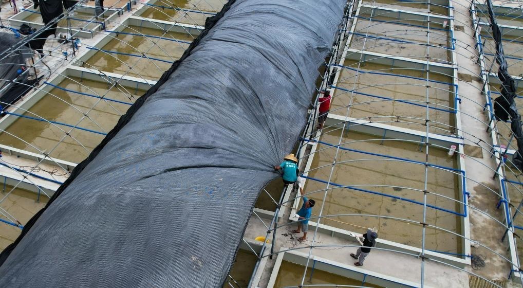 在文昌市翁田鎮(zhèn)的海興農(nóng)翁田蝦苗場(chǎng)，工人重新鋪設(shè)頂棚。無人機(jī)照片，新華社記者楊冠宇 攝