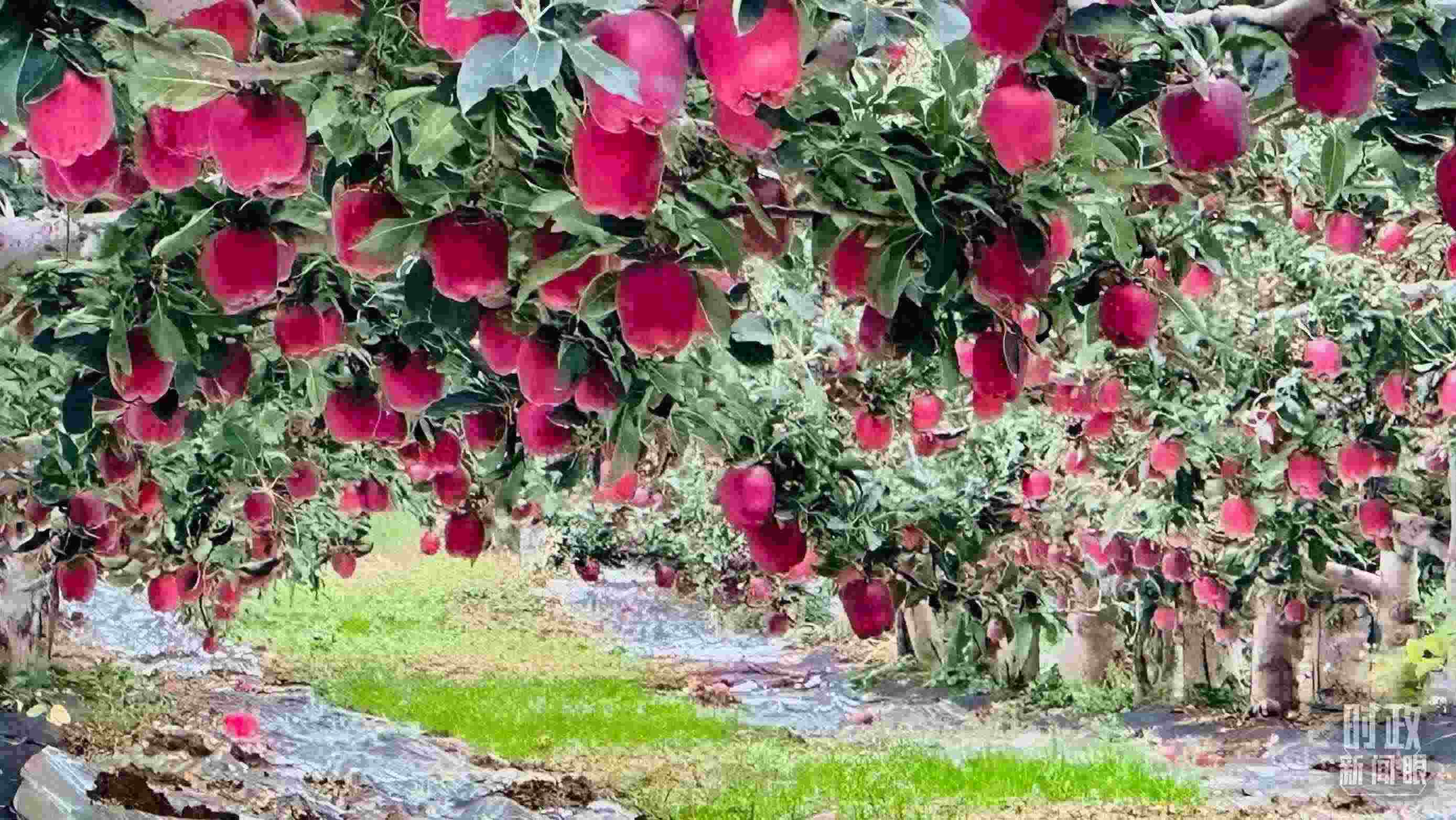 △ 麥積區(qū)南山花牛蘋果基地。（總臺央視記者范一鳴拍攝）