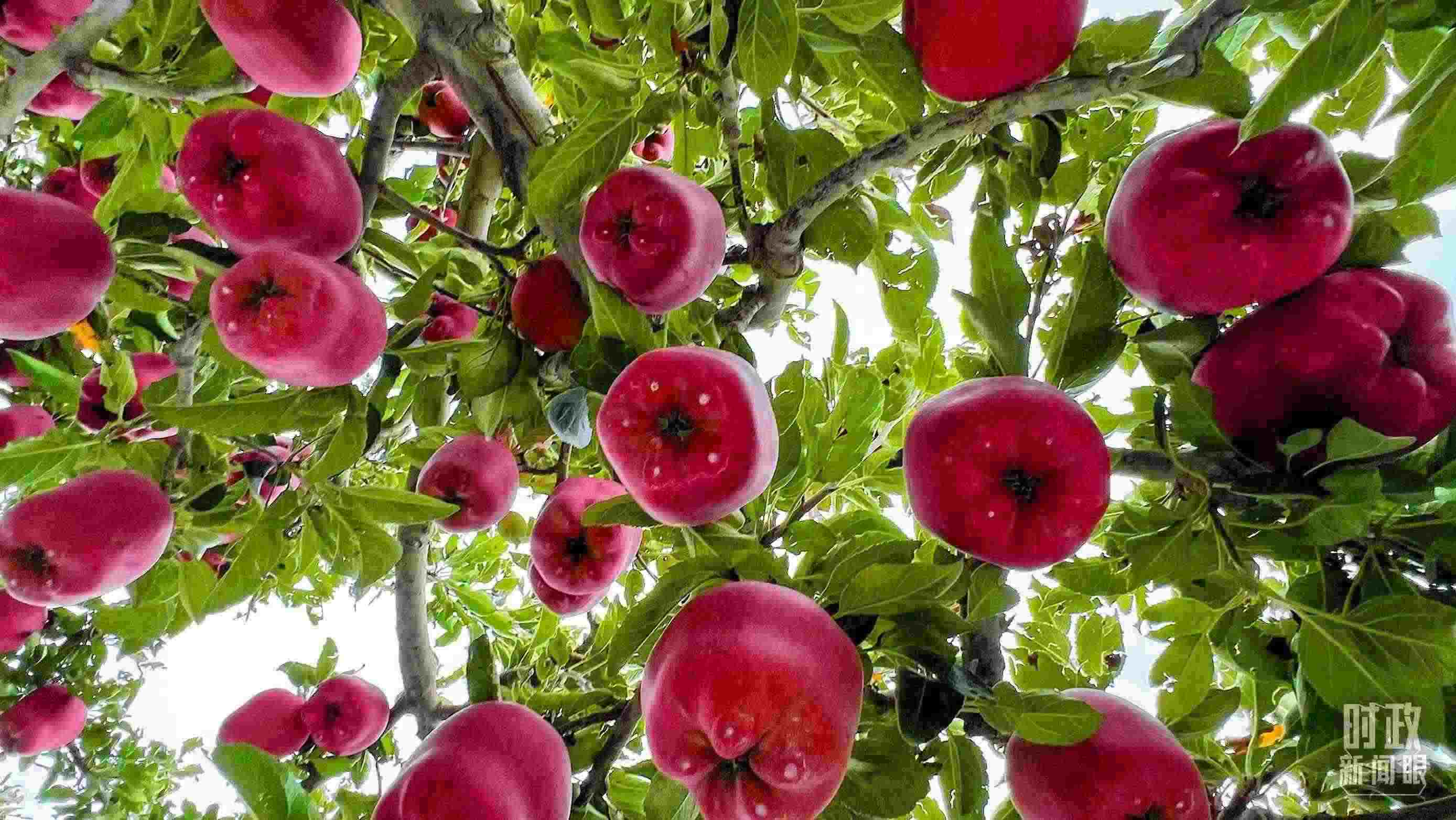 △ 麥積區(qū)南山花牛蘋果基地。（總臺央視記者程鋮拍攝）