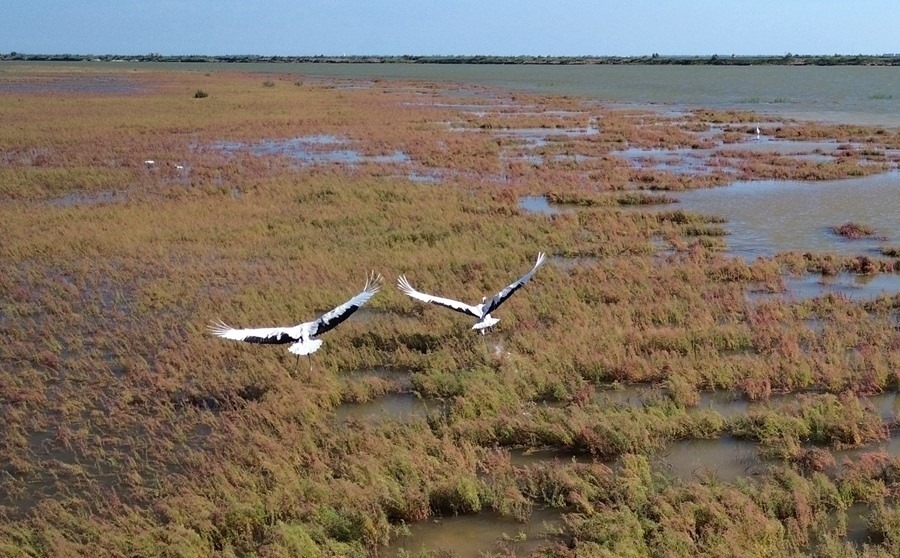 2024年8月28日，丹頂鶴在黃河三角洲國家級(jí)自然保護(hù)區(qū)展翅翱翔（無人機(jī)照片）。新華社記者 徐速繪 攝