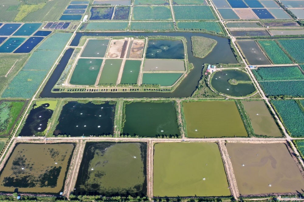 2024年8月13日在山西省臨猗縣薛公村拍攝的蟹塘（無人機(jī)照片）。薛公村位于黃河岸邊，有5000多畝黃河灘涂和近5000畝荒溝。當(dāng)?shù)赝ㄟ^將荒溝和灘涂進(jìn)行整合，發(fā)展特色水產(chǎn)養(yǎng)殖，讓守著黃河水、住在黃河灘的薛公村村民有了新的致富路。