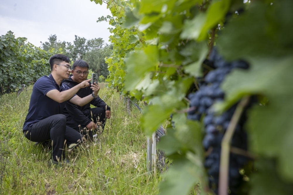 2024年8月15日，技術(shù)人員（左）和工作人員在寧夏銀川市西夏區(qū)的一個(gè)葡萄園工作。為推動(dòng)黃河流域生態(tài)保護(hù)和高質(zhì)量發(fā)展先行區(qū)建設(shè)，銀川市積極打造高標(biāo)準(zhǔn)葡萄園，借助各種傳感器監(jiān)測釀酒葡萄的生長狀態(tài)，實(shí)現(xiàn)精準(zhǔn)灌溉，從而高效節(jié)約黃河水。