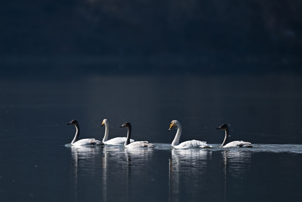 2023年11月30日，天鵝在青海省海東市化隆回族自治縣群科鎮(zhèn)境內(nèi)的黃河上游弋。近年來，青海省加大力度保護(hù)治理境內(nèi)黃河流域，改善當(dāng)?shù)厣鷳B(tài)環(huán)境，為越冬候鳥提供良好棲息地。