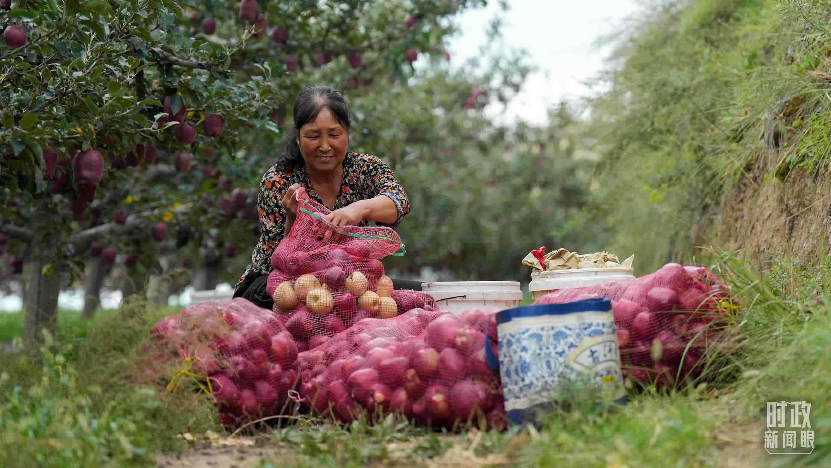 △南山花牛蘋果基地在2023年帶動(dòng)9000多戶村民實(shí)現(xiàn)增收。（總臺(tái)國(guó)廣記者李晉拍攝）