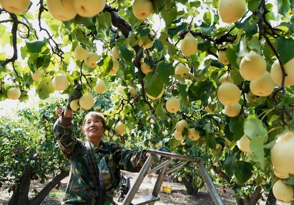 9月13日，河北省晉州市的農(nóng)民在果園采摘鴨梨。新華社記者楊世堯 攝
