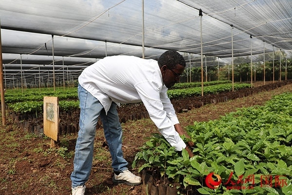 農(nóng)場協(xié)調(diào)員艾哈邁德·耶曼正在檢查咖啡幼苗。人民網(wǎng)記者 沈小曉攝