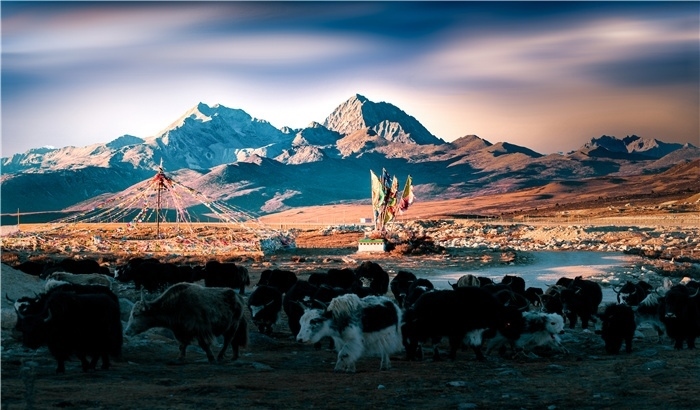 雅拉雪山上的牦牛群。蕭旺擺攝