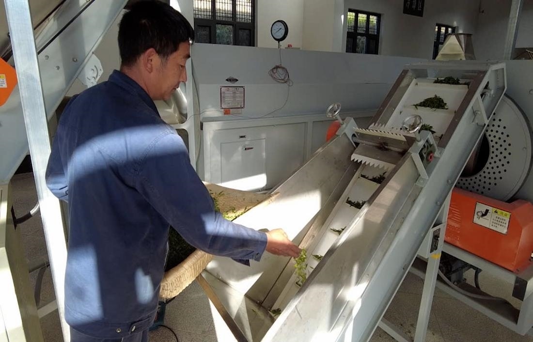  茶廠工人正在查看茶青質(zhì)量。 受訪者供圖