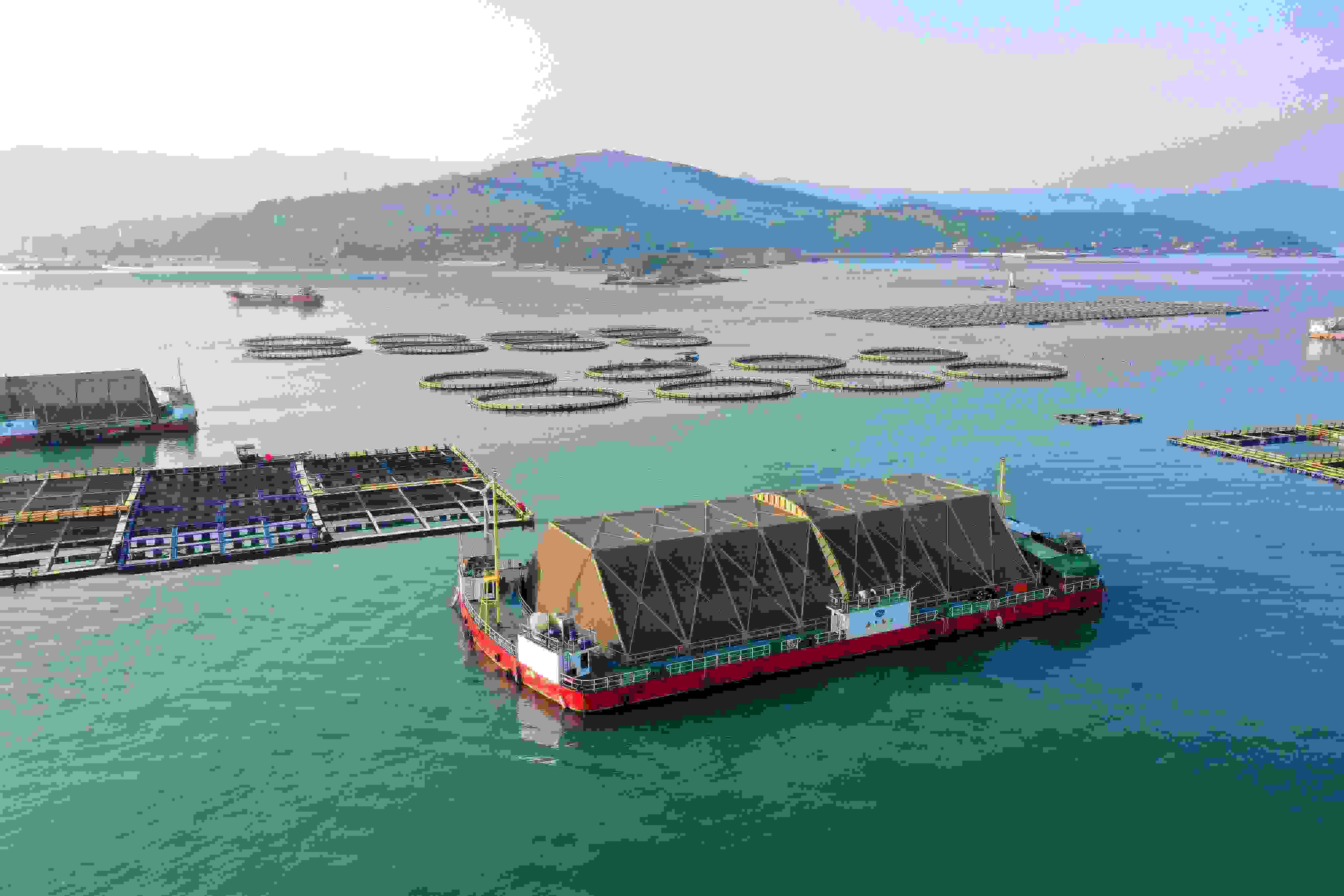 2024年9月10日拍攝的福建省福州市連江縣定海灣海域的現(xiàn)代化“海上糧倉(cāng)”。