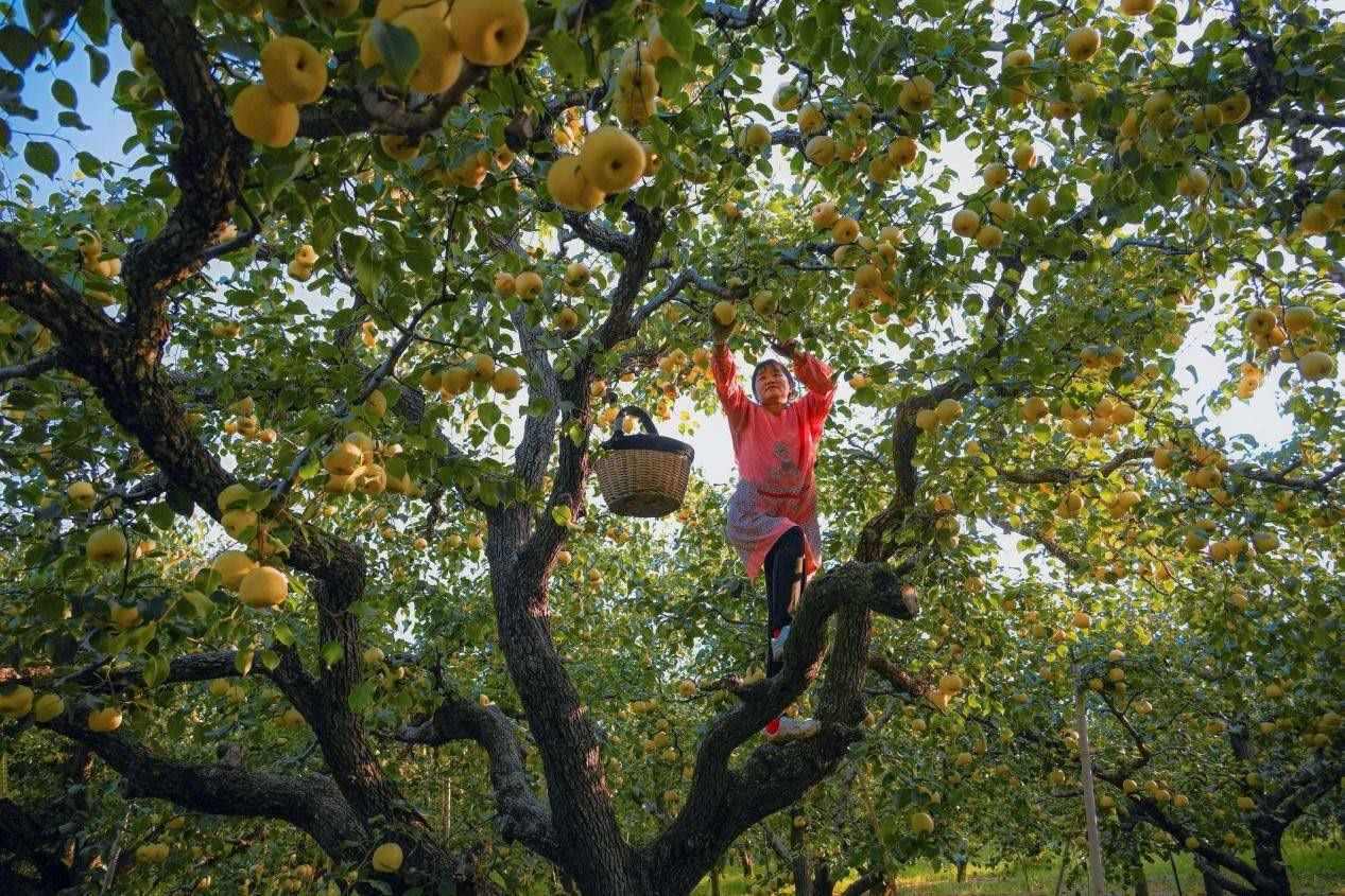 2024年10月4日，安徽省宿州市碭山縣程莊鎮(zhèn)衡樓村百年老梨園里，梨農(nóng)在忙著采摘酥梨。來源:人民圖片
