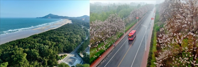 拼版照片：左圖為位于東山縣金鑾灣沿岸的木麻黃防護(hù)林帶（無(wú)人機(jī)照片，新華社記者 姜克紅 攝）；右圖為2021年4月20日在蘭考縣焦裕祿干部學(xué)院附近拍攝的泡桐花（無(wú)人機(jī)照片，新華社記者 郝源 攝）。