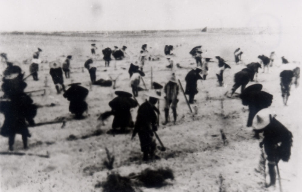 上世紀(jì)東山百姓在沙灘造林（資料照片）。