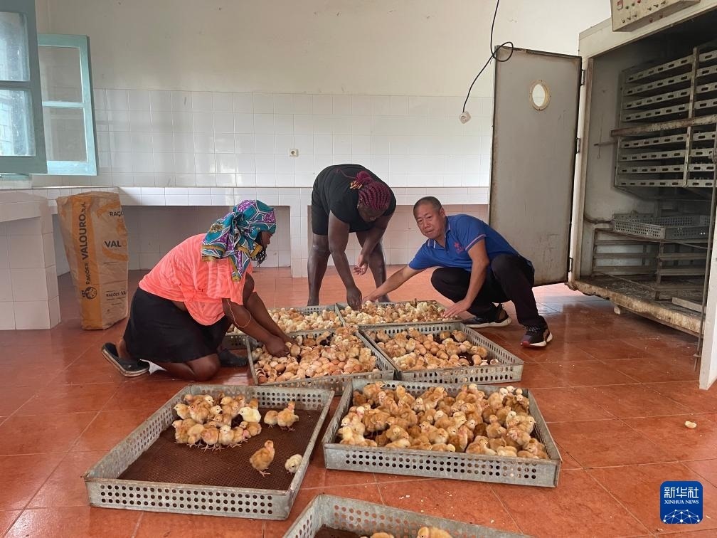 中國援圣普農(nóng)牧業(yè)技術(shù)項(xiàng)目組專家在圣多美和普林西比家禽繁育中心指導(dǎo)雛雞人工孵化技術(shù)（2024年10月8日攝）。新華社發(fā)（中國援圣普農(nóng)技組供圖）