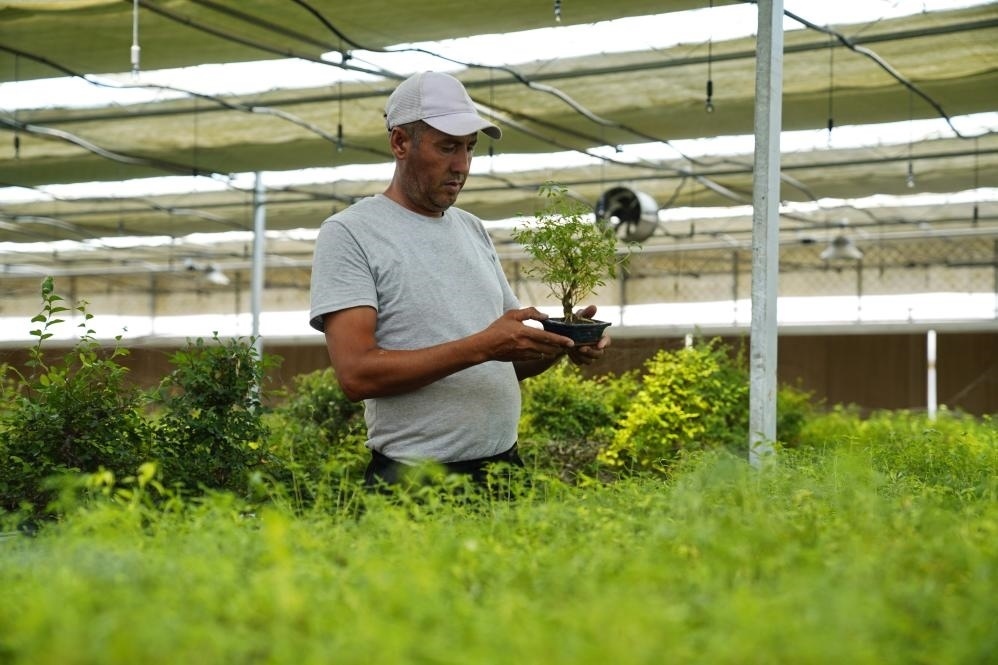 7月28日，在烏茲別克斯坦錫爾河州的上合組織農(nóng)業(yè)基地中烏現(xiàn)代農(nóng)業(yè)科技示范園，工作人員檢查盆栽植物。新華社發(fā)（扎法爾攝）