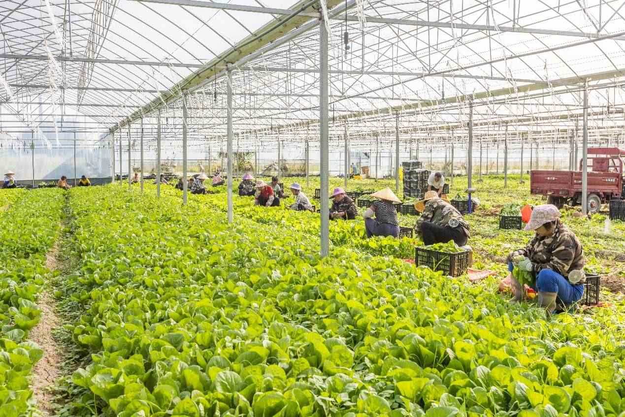 2024年10月8日，在廣西梧州市蒙山縣文圩鎮(zhèn)大明村一個大棚蔬菜基地內(nèi)，民工在采摘、包裝包心菜，準備運銷外地。來源：人民圖片