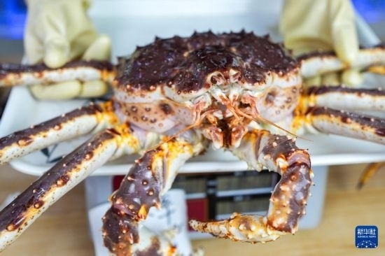 這是9月20日在吉林省琿春市的東北亞跨境電商產(chǎn)業(yè)園內(nèi)的帝王蟹保稅店拍攝的帝王蟹。新華社記者 許暢 攝