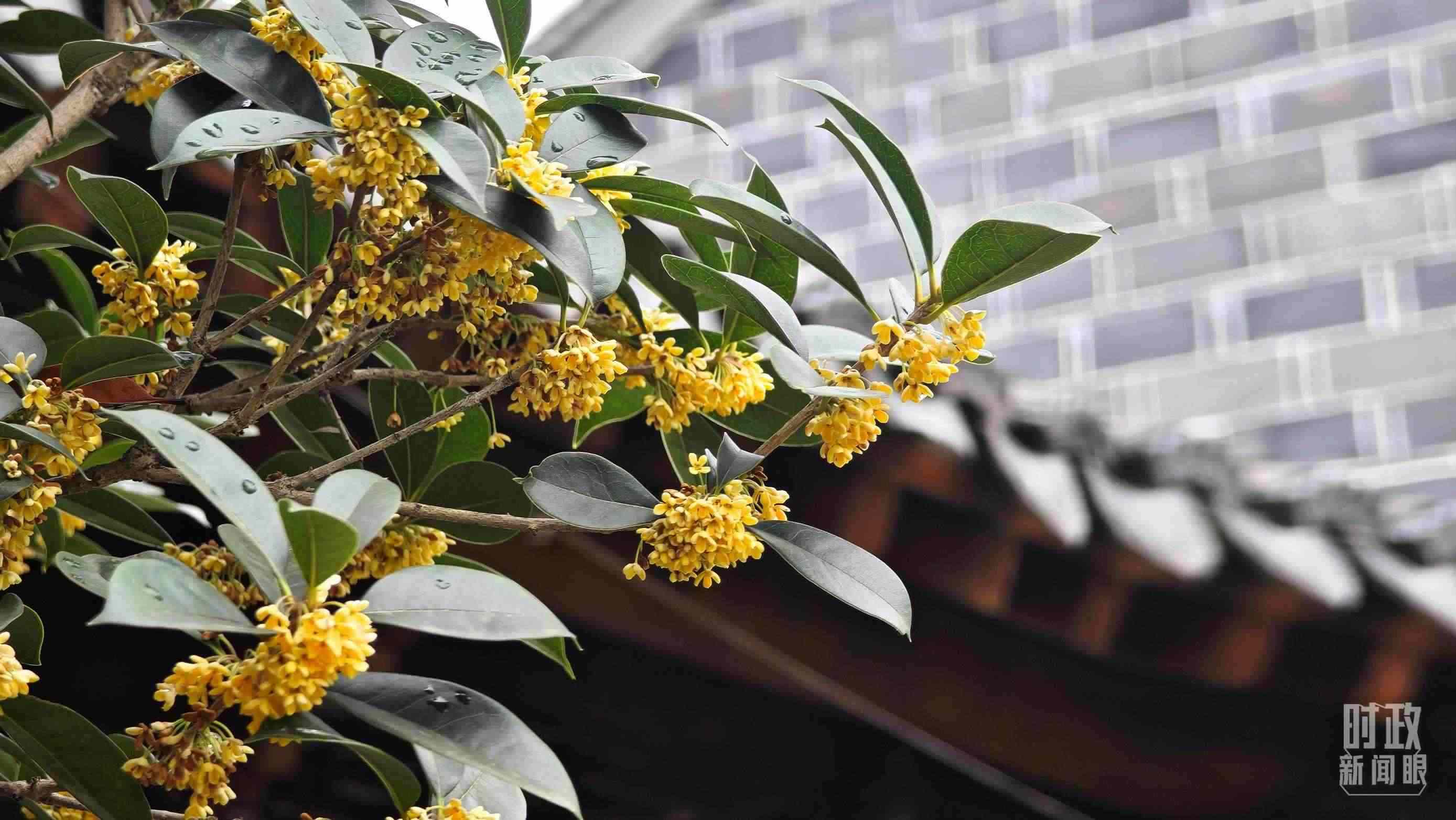 △六尺巷。（總臺(tái)央視記者趙化、彭漢明拍攝）