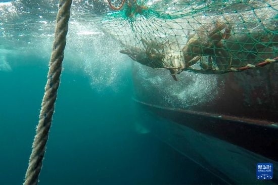 這是俄羅斯蟹業(yè)集團的捕撈船進行遠洋捕撈的資料照片。新華社發(fā)（俄羅斯蟹業(yè)集團供圖）
