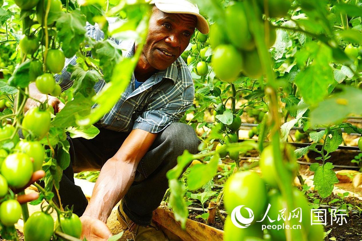 肯尼亞納庫魯郡，當(dāng)?shù)剞r(nóng)民喬納·卡蘭賈家的溫室大棚里，番茄長勢喜人。人民網(wǎng)記者 黃煒鑫攝