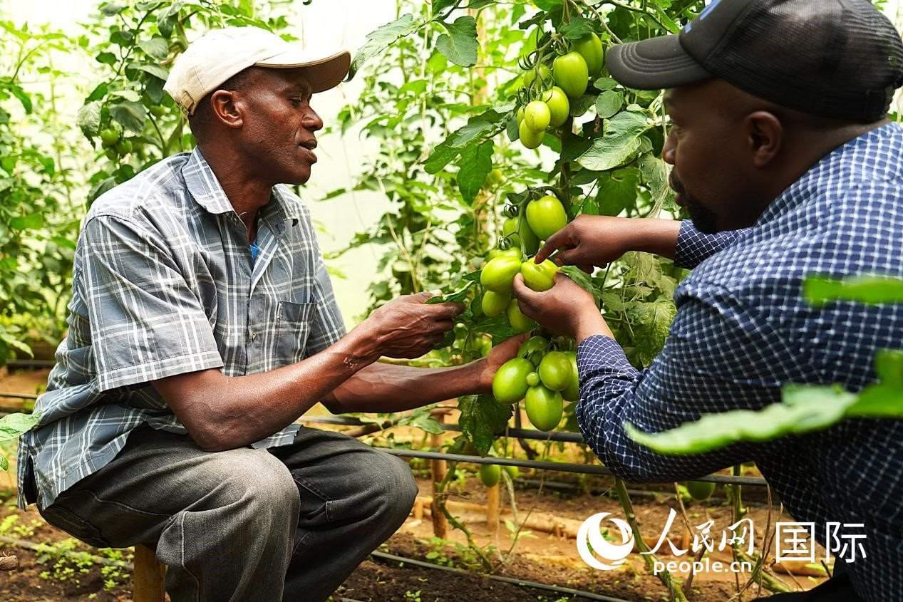 肯尼亞納庫魯郡，埃格頓大學(xué)園藝學(xué)專家史蒂芬·吉藤古在溫室大棚里指導(dǎo)當(dāng)?shù)剞r(nóng)民喬納·卡蘭賈種植番茄。人民網(wǎng)記者 黃煒鑫攝