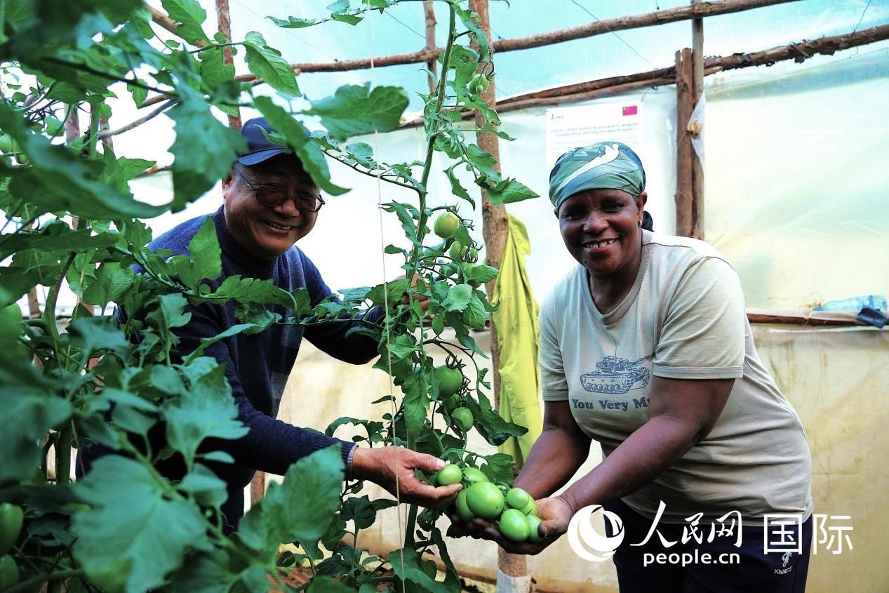 肯尼亞納庫魯郡，南京農(nóng)業(yè)大學(xué)援非專家劉高瓊和當(dāng)?shù)剞r(nóng)民瑪麗·姆旺吉在溫室大棚里查看番茄種植情況。人民網(wǎng)記者 黃煒鑫攝