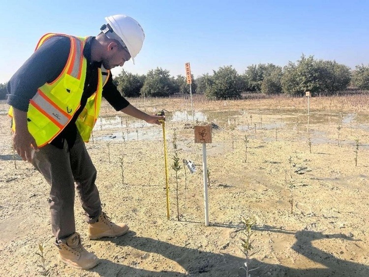 工作人員在監(jiān)測紅樹苗生長情況。中國土木供圖