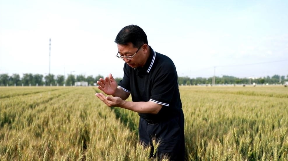 張福鎖在曲周查看小麥長(zhǎng)勢(shì)。受訪者供圖