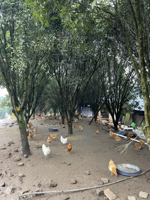 桂花林里的桂飛雞。劉軍國(guó)攝