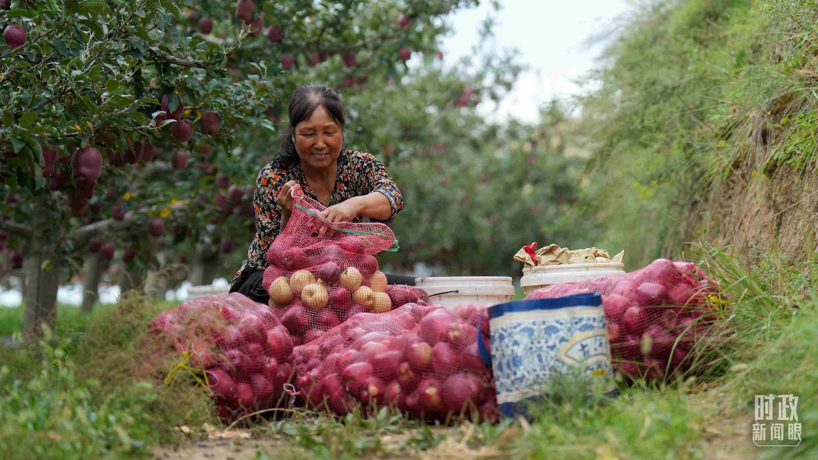 △甘肅天水的花牛蘋(píng)果已經(jīng)成為當(dāng)?shù)厝罕姷摹吧鷳B(tài)果”“致富果”。（總臺(tái)記者李晉拍攝）