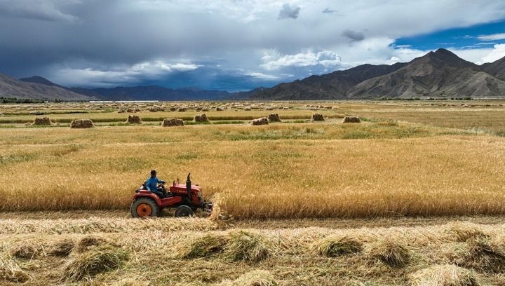 2024年9月10日在西藏日喀則市白朗縣巴扎鄉(xiāng)拍攝的秋收場景（無人機照片）。新華社記者 晉美多吉 攝