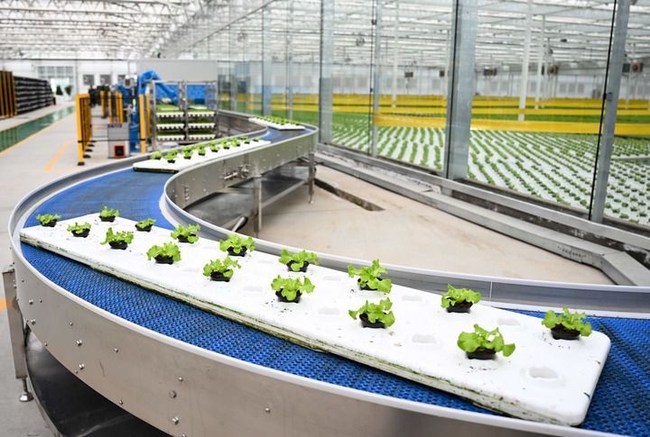 2024年12月12日在內蒙古鄂爾多斯市達拉特旗內蒙古現(xiàn)代數(shù)字農業(yè)科技產業(yè)園拍攝的生菜苗。 新華社記者 貝赫 攝