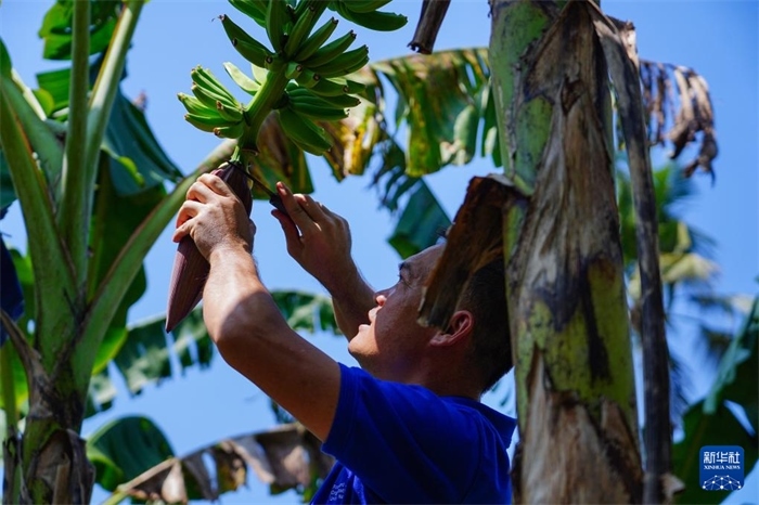 12月23日，中國熱帶農(nóng)業(yè)科學(xué)院專家趙增賢在斯里蘭卡馬坎杜拉為當?shù)剞r(nóng)戶做技術(shù)示范。新華社記者 陳冬書 攝