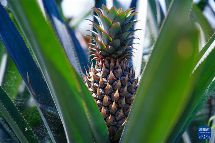 這是12月23日在斯里蘭卡馬坎杜拉拍攝的中國技術(shù)試驗田里的菠蘿。新華社記者 陳冬書 攝
