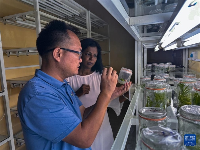 12月23日，在斯里蘭卡馬坎杜拉，中國專家與斯里蘭卡馬坎杜拉可持續(xù)農(nóng)業(yè)與發(fā)展研究中心主任達莎妮·賈亞曼納交流。新華社發(fā)（中國、聯(lián)合國糧農(nóng)組織與斯里蘭卡南南合作項目專家組供圖）