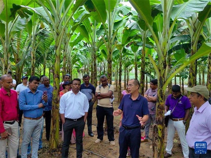 10月10日，在斯里蘭卡霍勒訥的一處香蕉示范基地，中國、聯(lián)合國糧農(nóng)組織與斯里蘭卡南南合作項目中國專家組組長孫德權(quán)為當?shù)剞r(nóng)民進行技術(shù)培訓(xùn)。新華社發(fā)（中國、聯(lián)合國糧農(nóng)組織與斯里蘭卡南南合作項目專家組供圖）