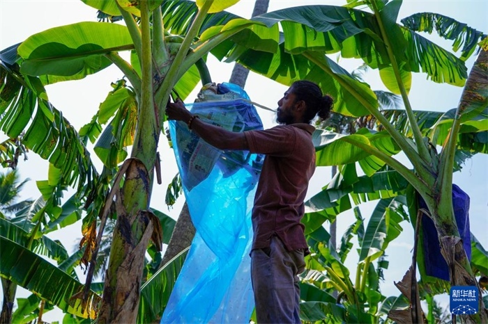 12月23日，在斯里蘭卡馬坎杜拉，農(nóng)民在香蕉試驗田里學(xué)習(xí)套袋技術(shù)。新華社記者 陳冬書 攝