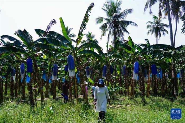 12月23日，在斯里蘭卡馬坎杜拉，農(nóng)民走過中國技術(shù)試驗田香蕉田。新華社記者 陳冬書 攝