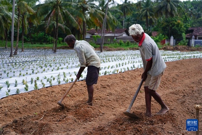 12月23日，斯里蘭卡馬坎杜拉的農(nóng)民在菠蘿田地里勞作。新華社記者 陳冬書 攝